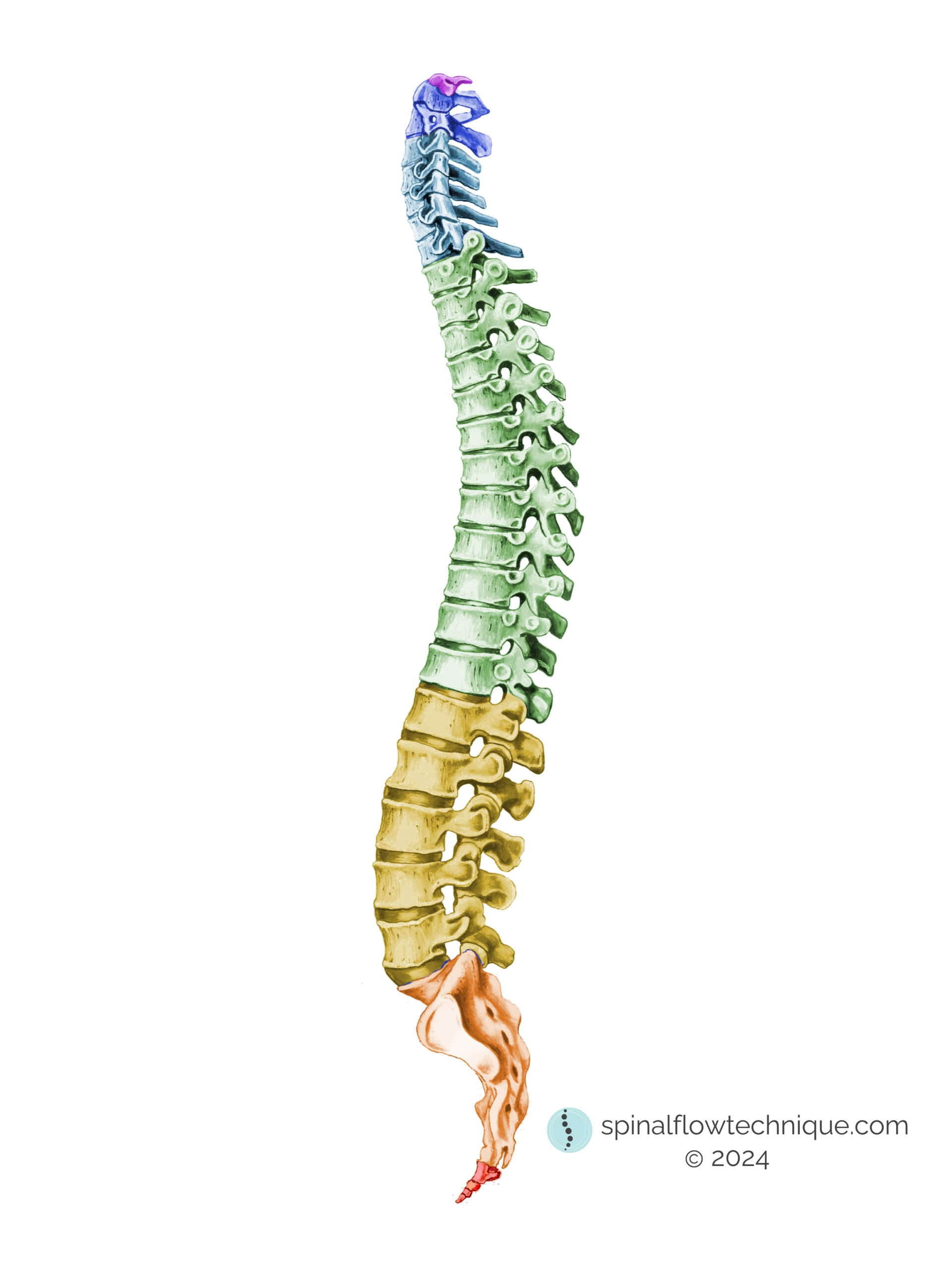 Spine_Side_New_Colours 36 x 48 spinal flow technique